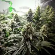 Zamnesia Experimental #gorilla piss fast