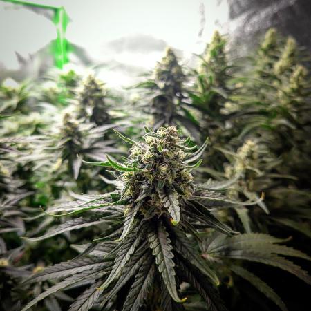 Zamnesia Experimental #gorilla piss fast