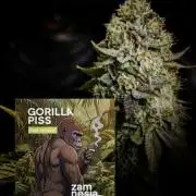 Zamnesia Experimental #gorilla piss fast