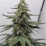 RQS - Epsilon F1 (VGrow Smart Grow Box)