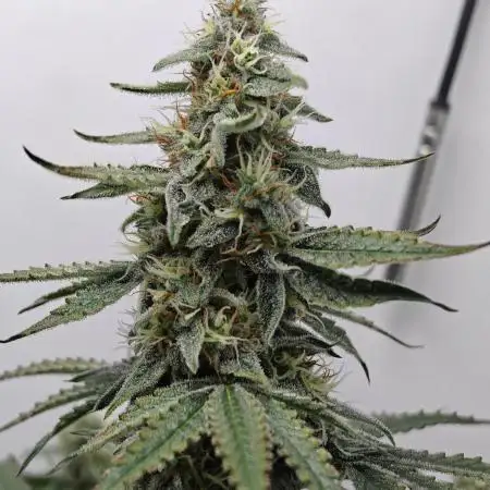 RQS - Epsilon F1 (VGrow Smart Grow Box)