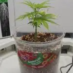 Dutch Genetics - Purple Haze feminised