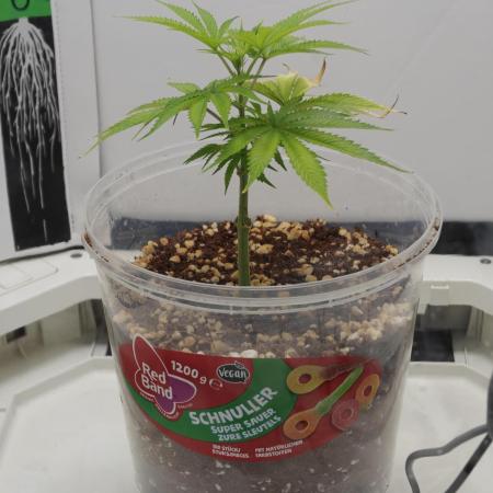 Dutch Genetics - Purple Haze feminised