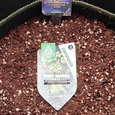 Eternity Grow Cup 2026 Sticky Broccoli A