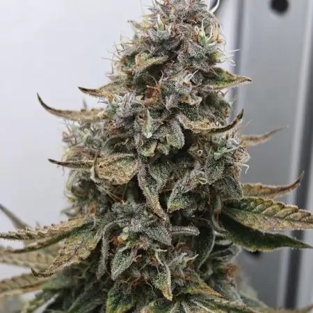 RQS - Epsilon F1 (VGrow Smart Grow Box)