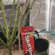 Ganja Farmer - Strawberry Zkittelz Auto