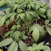 Ganja Farmer - Strawberry Zkittelz Auto