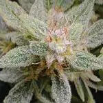 RQS - Epsilon F1 (VGrow Smart Grow Box)