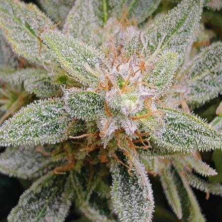 RQS - Epsilon F1 (VGrow Smart Grow Box)