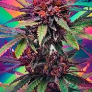 Dutch Genetics - Purple Haze fem.(VGrow)