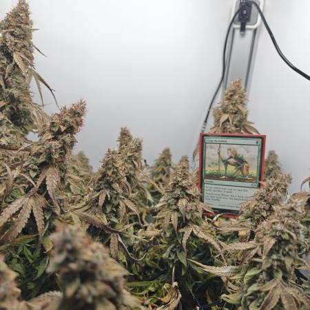 RQS - Epsilon F1 (VGrow Smart Grow Box)