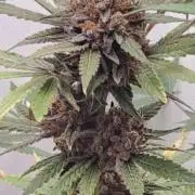 Dutch Genetics - Purple Haze fem.(VGrow)