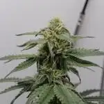 RQS - Epsilon F1 (VGrow Smart Grow Box)