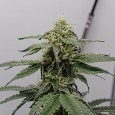 RQS - Epsilon F1 (VGrow Smart Grow Box)