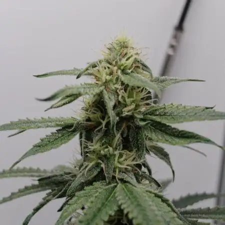 RQS - Epsilon F1 (VGrow Smart Grow Box)