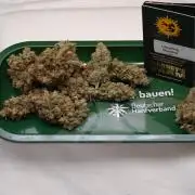 Laughing Buddha - Barney's Farm