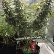 Ganja Farmer - Strawberry Zkittelz Auto