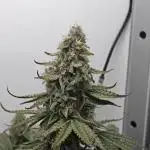 RQS - Epsilon F1 (VGrow Smart Grow Box)