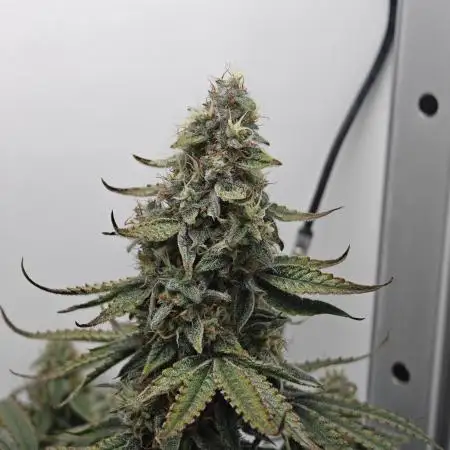 RQS - Epsilon F1 (VGrow Smart Grow Box)