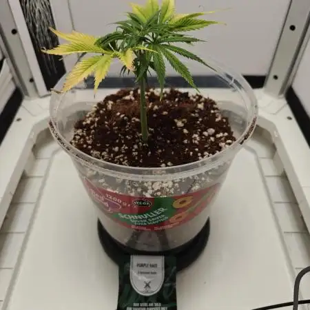 Dutch Genetics - Purple Haze feminised