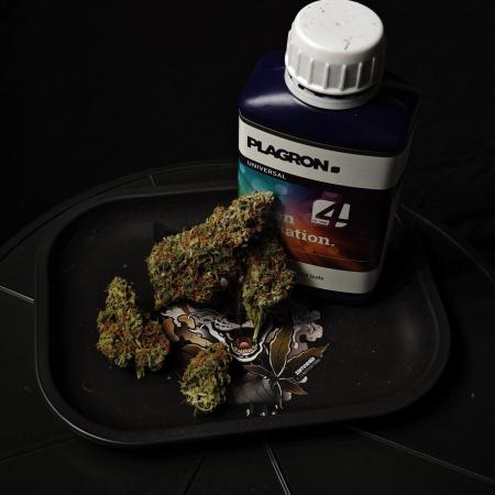 Sticky Broccoli auto