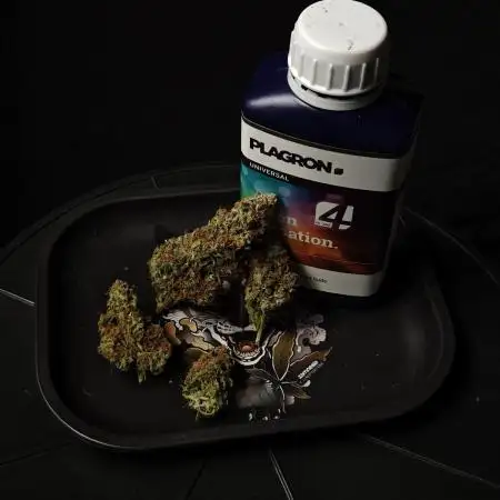 Sticky Broccoli auto