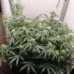 RQS - Epsilon F1 (VGrow Smart Grow Box)