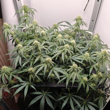 RQS - Epsilon F1 (VGrow Smart Grow Box)