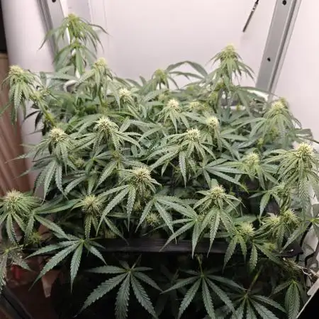 RQS - Epsilon F1 (VGrow Smart Grow Box)