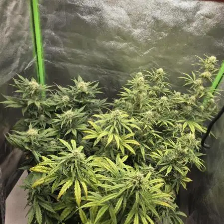 1# Autos