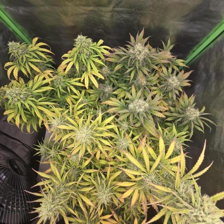 1# Autos