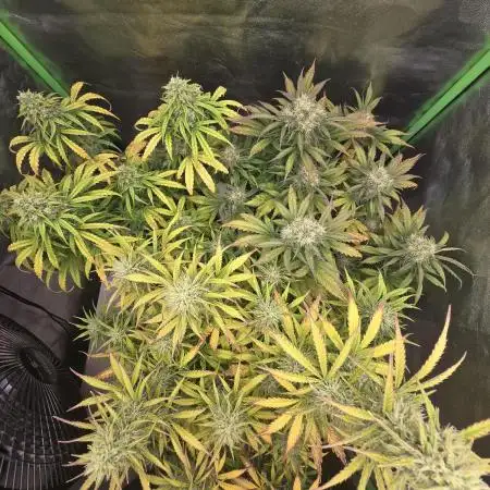 1# Autos