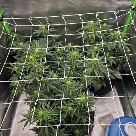 1# Autos