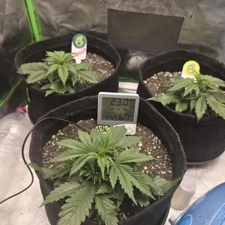 1# Autos