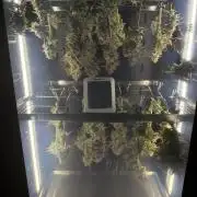2nd Grow :)
