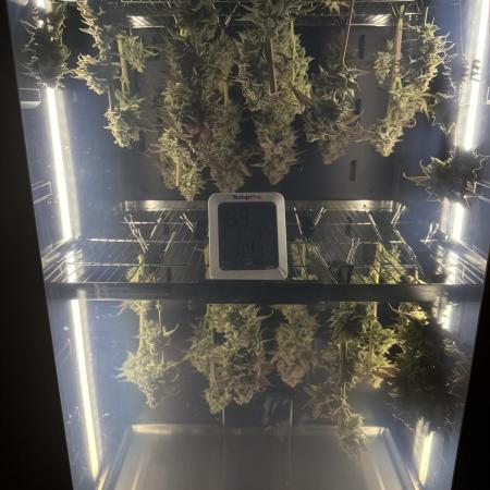 2nd Grow :)