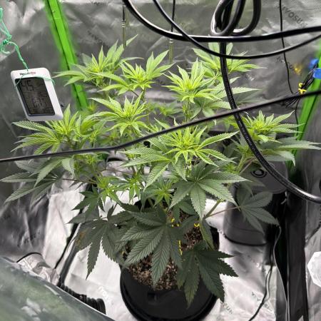 2nd Grow :)