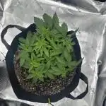 First Grow (GSC Auto)
