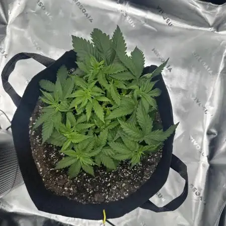 First Grow (GSC Auto)