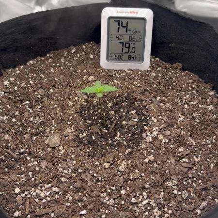 First Grow (GSC Auto)