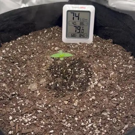 First Grow (GSC Auto)