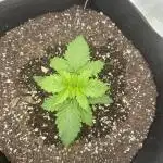 First Grow (GSC Auto)