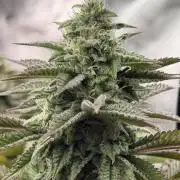 2nd Grow :)