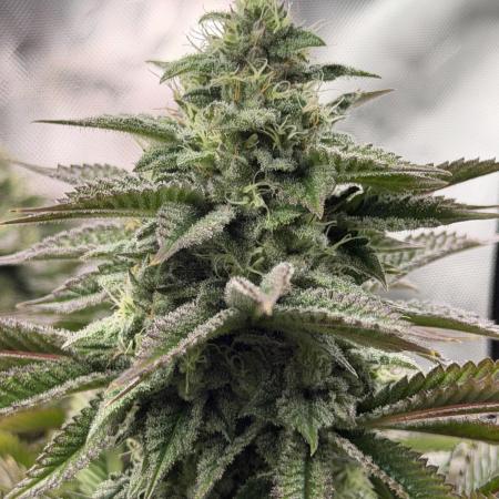 2nd Grow :)