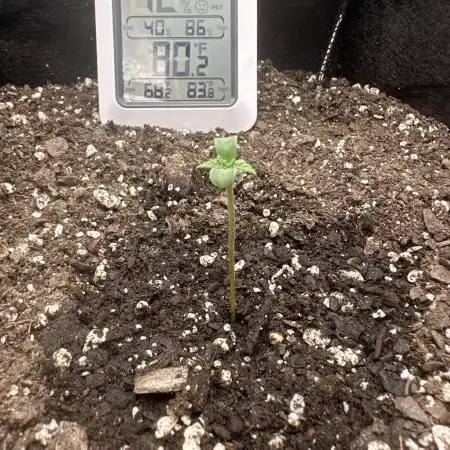First Grow (GSC Auto)