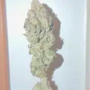 2nd Grow :)