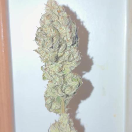 2nd Grow :)