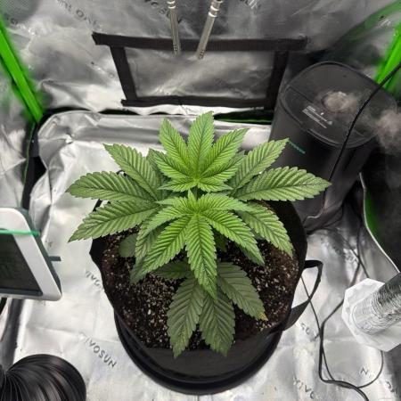 2nd Grow :)