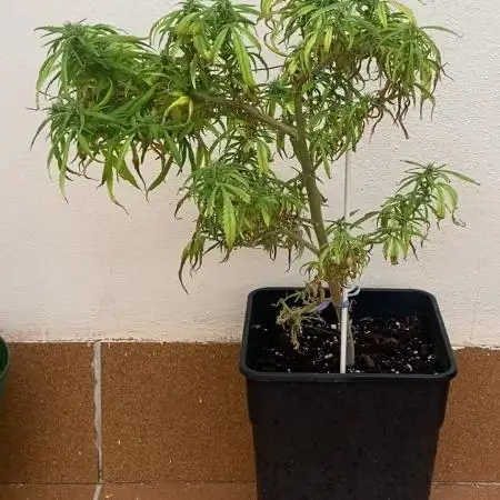 Matita 4