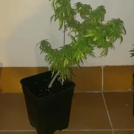 Ruderalis